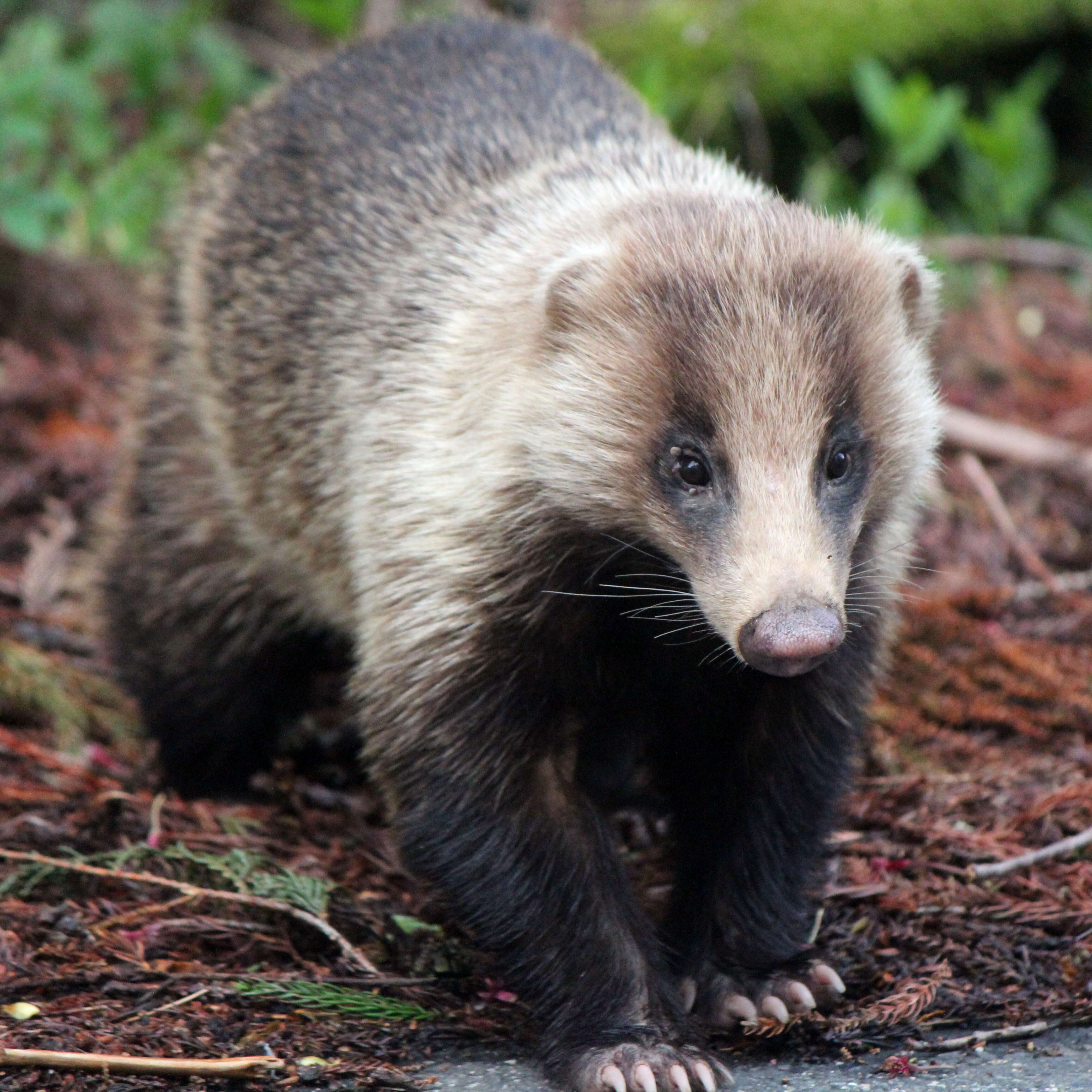 Image of Japanese Badger