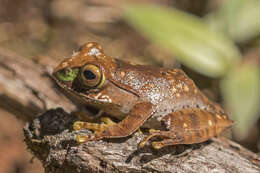 Image of Madagascar Bright-eyed Frog