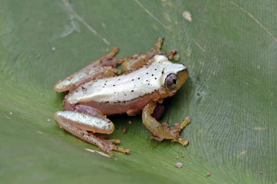 Image of Heterixalus punctatus Glaw & Vences 1994