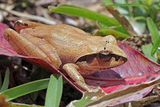 Image de Aglyptodactylus Boulenger 1918