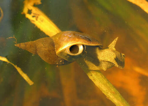 Image of Great Pond Snail