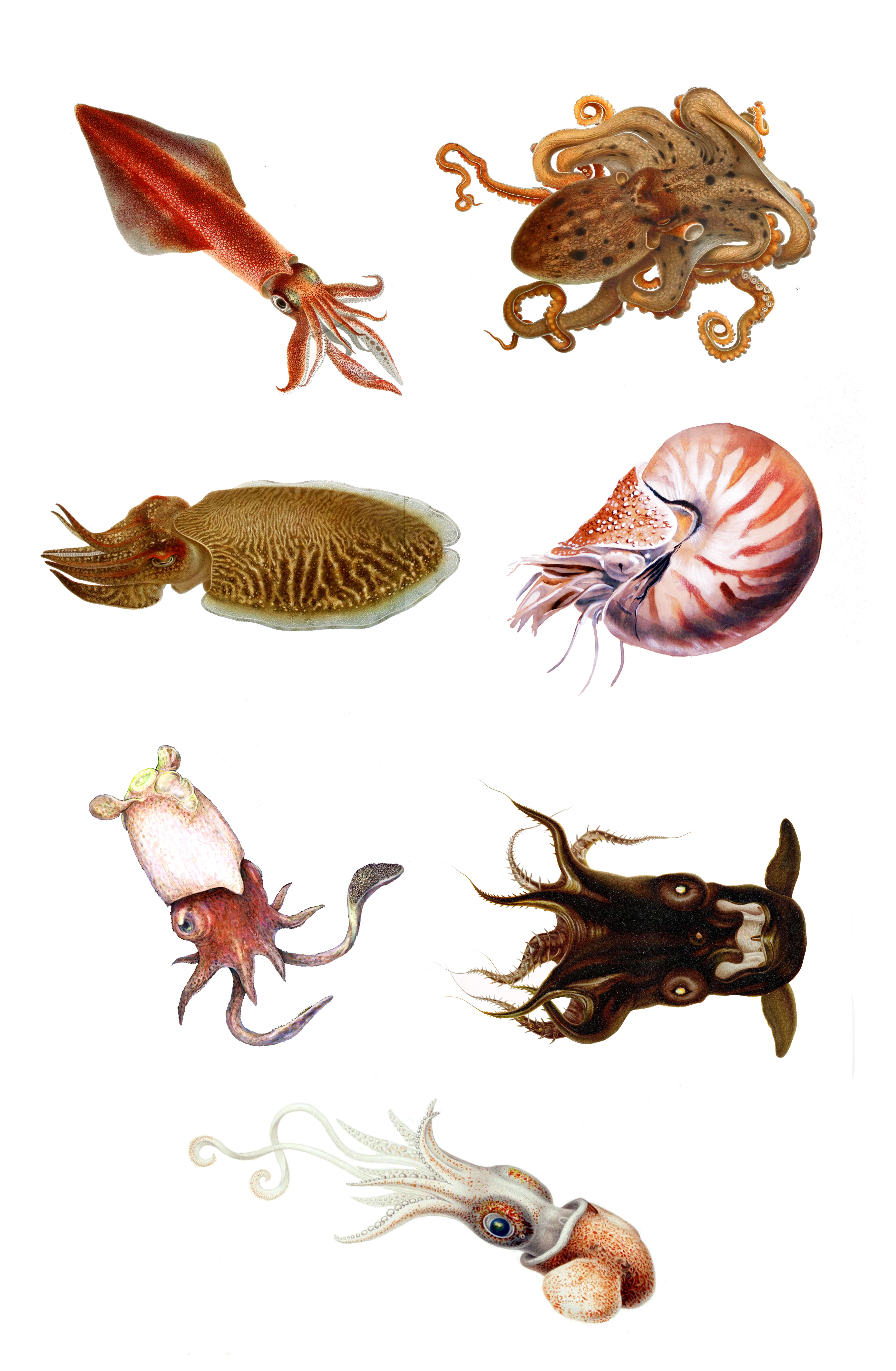 Image of cephalopods