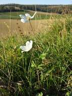 Image of Snowdrop Anemone