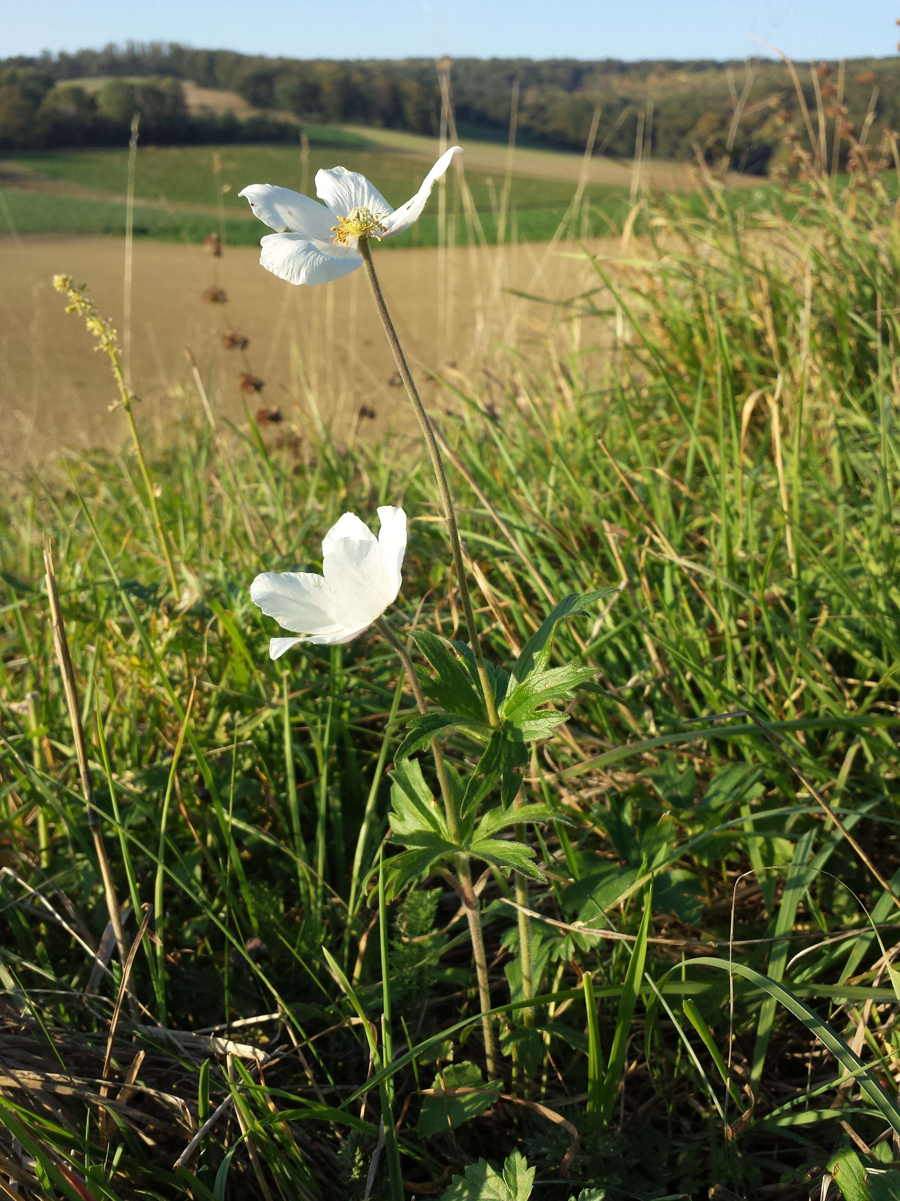 Image of Snowdrop Anemone