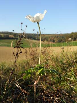 Image of Snowdrop Anemone