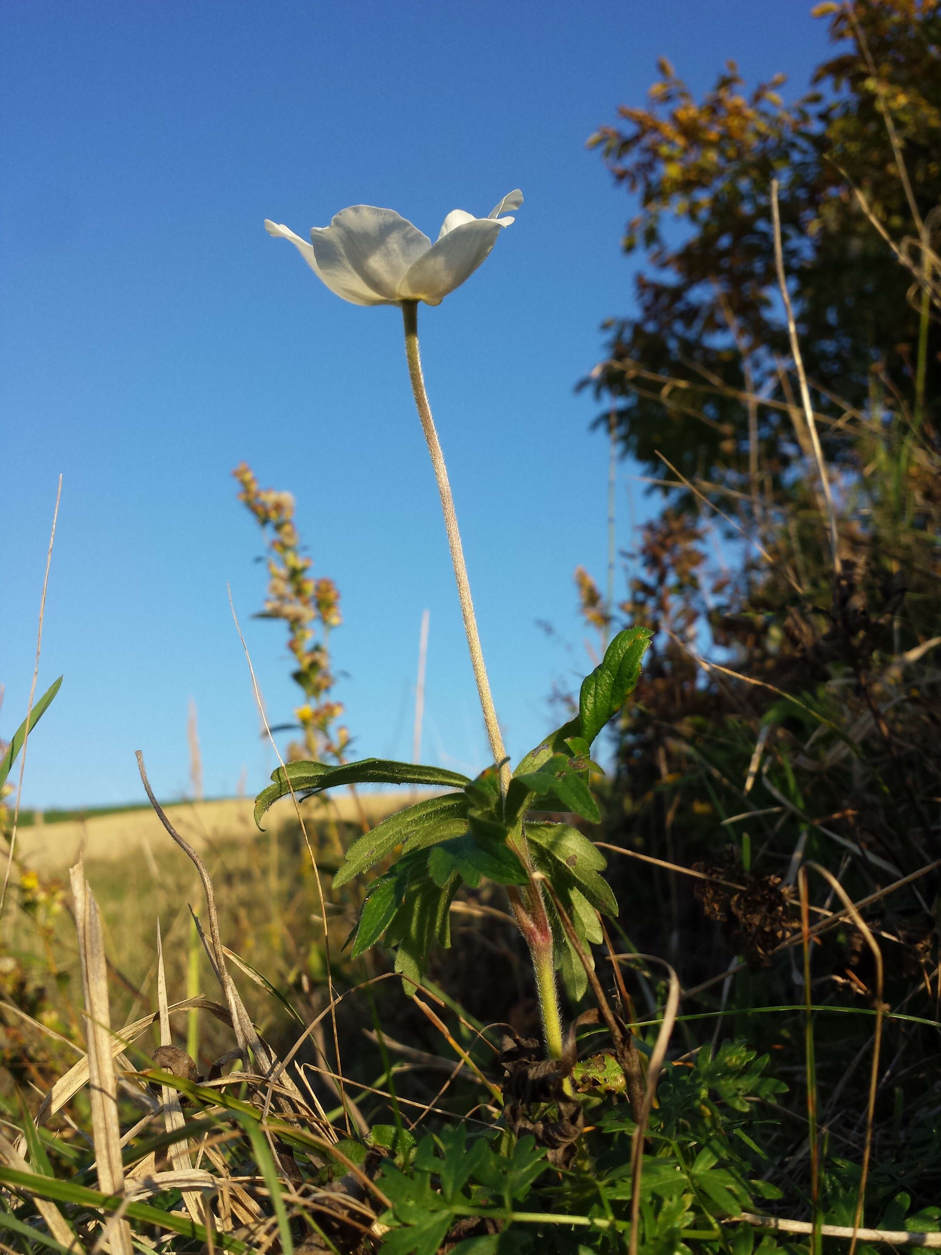 Image of Snowdrop Anemone