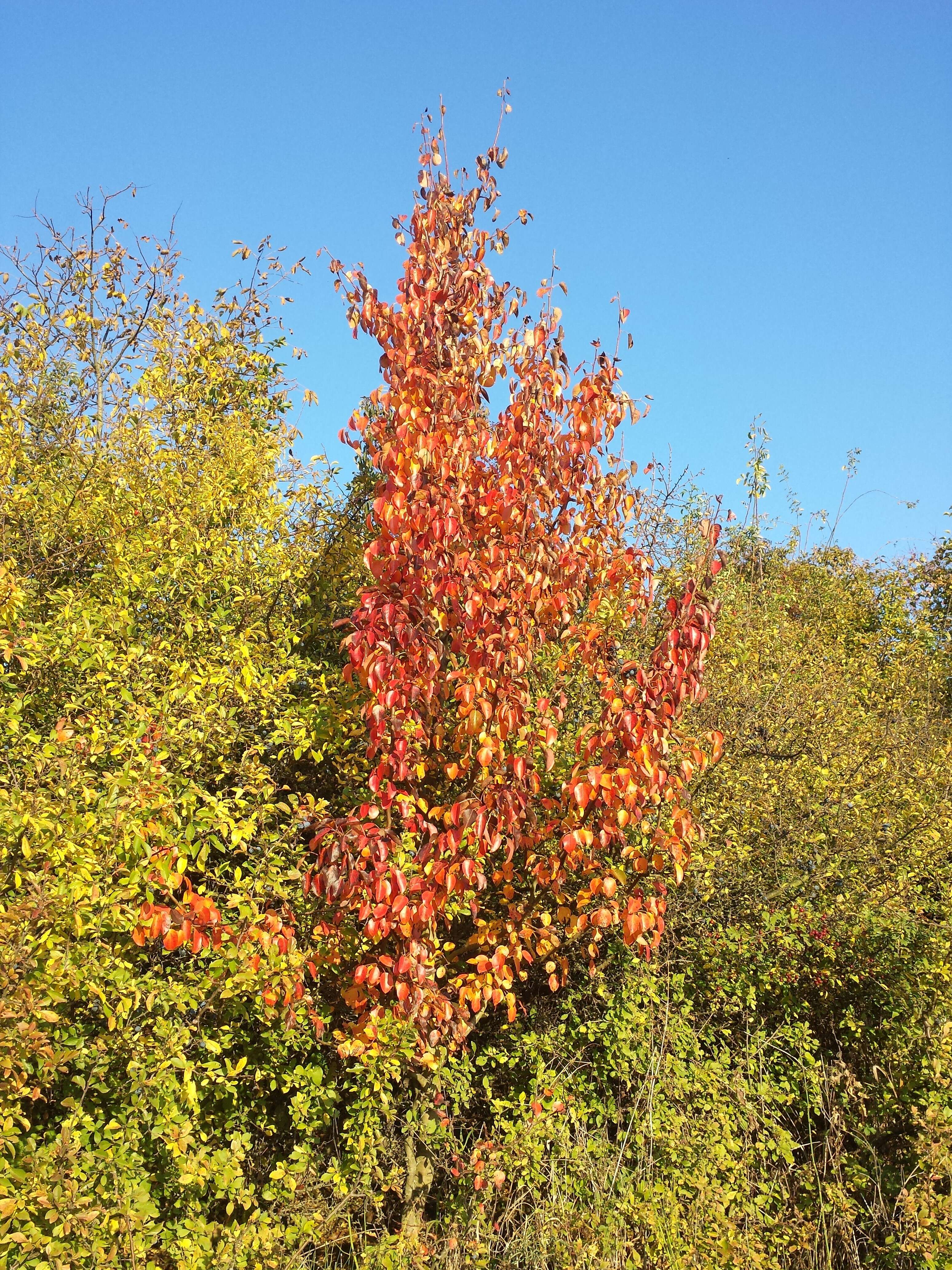 Plancia ëd Pyrus communis subsp. pyraster (L.) Ehrh.