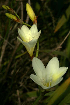 Image of Sparaxis bulbifera (L.) Ker Gawl.