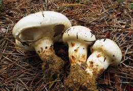 Image of White Matsutake