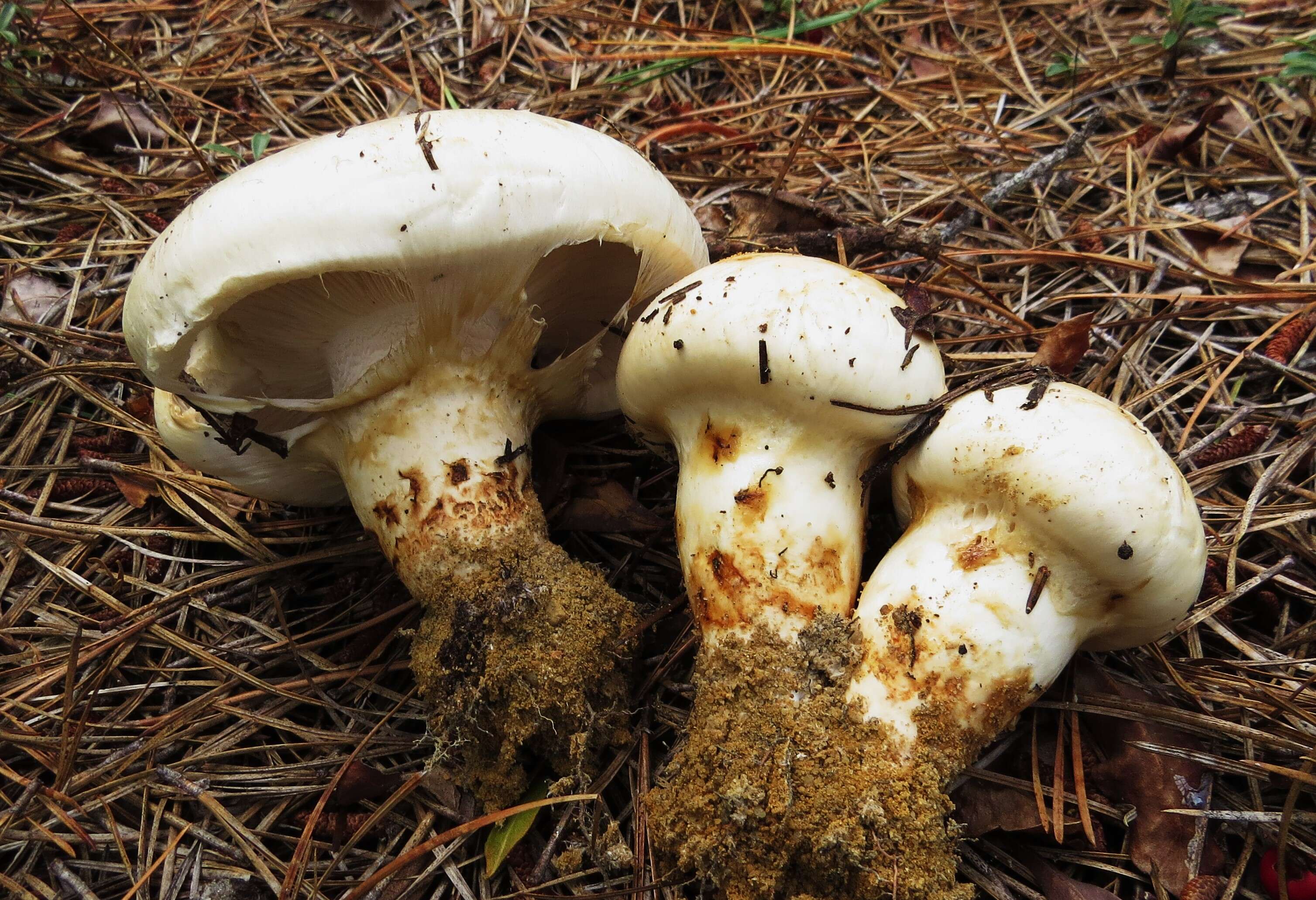 Image of White Matsutake