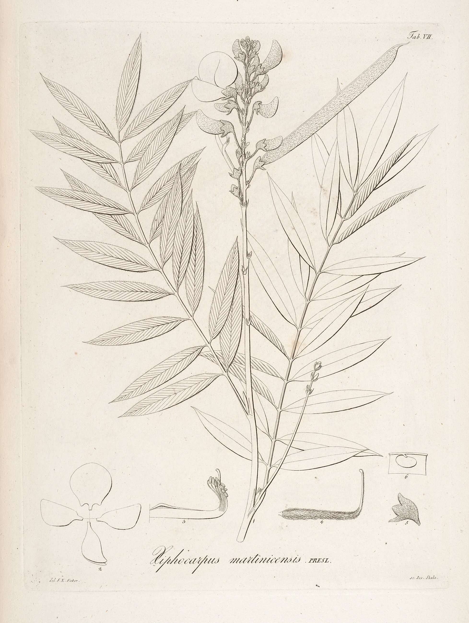 Image of white hoarypea