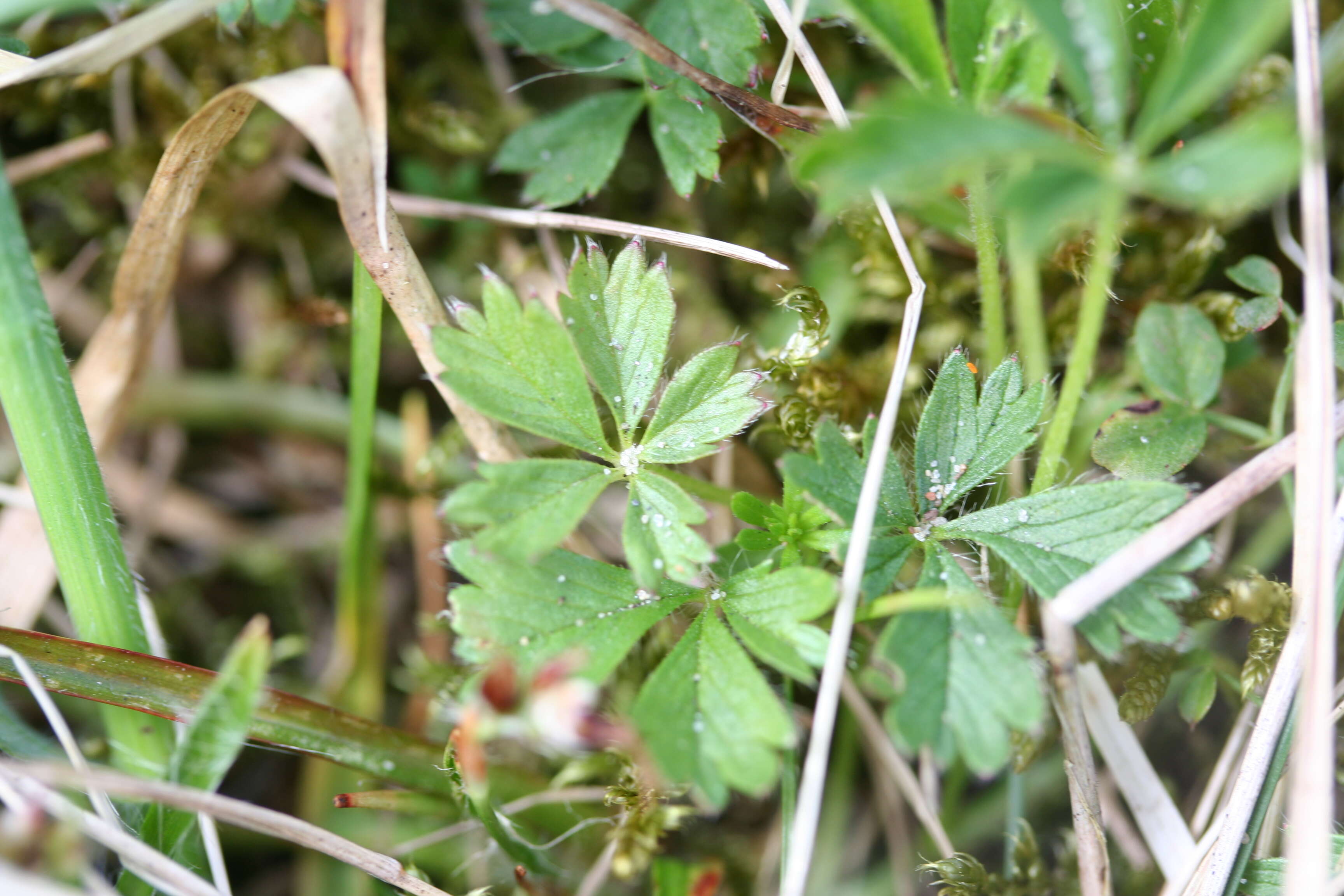 Image of spring cinquefoil