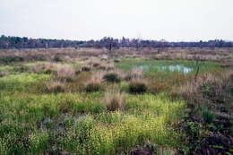 Plancia ëd Rhynchospora alba (L.) Vahl