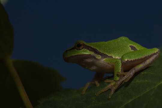 Image of Common tree frog