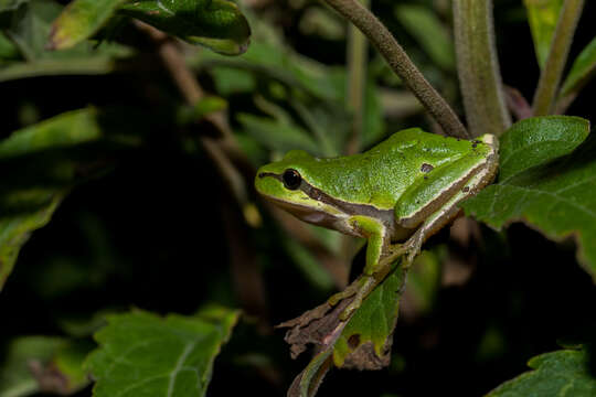 Image of Common tree frog