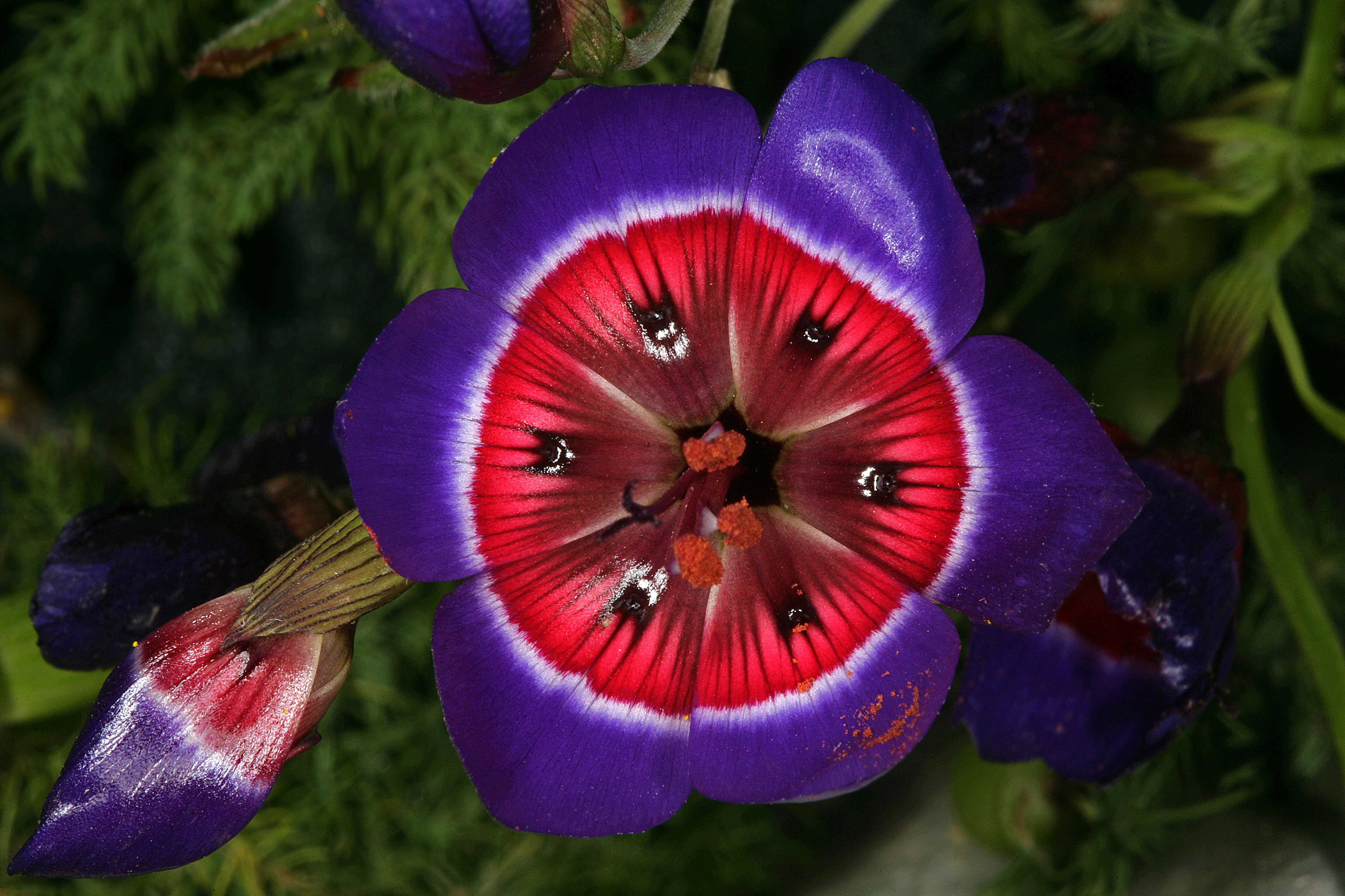 Image of Wine cups