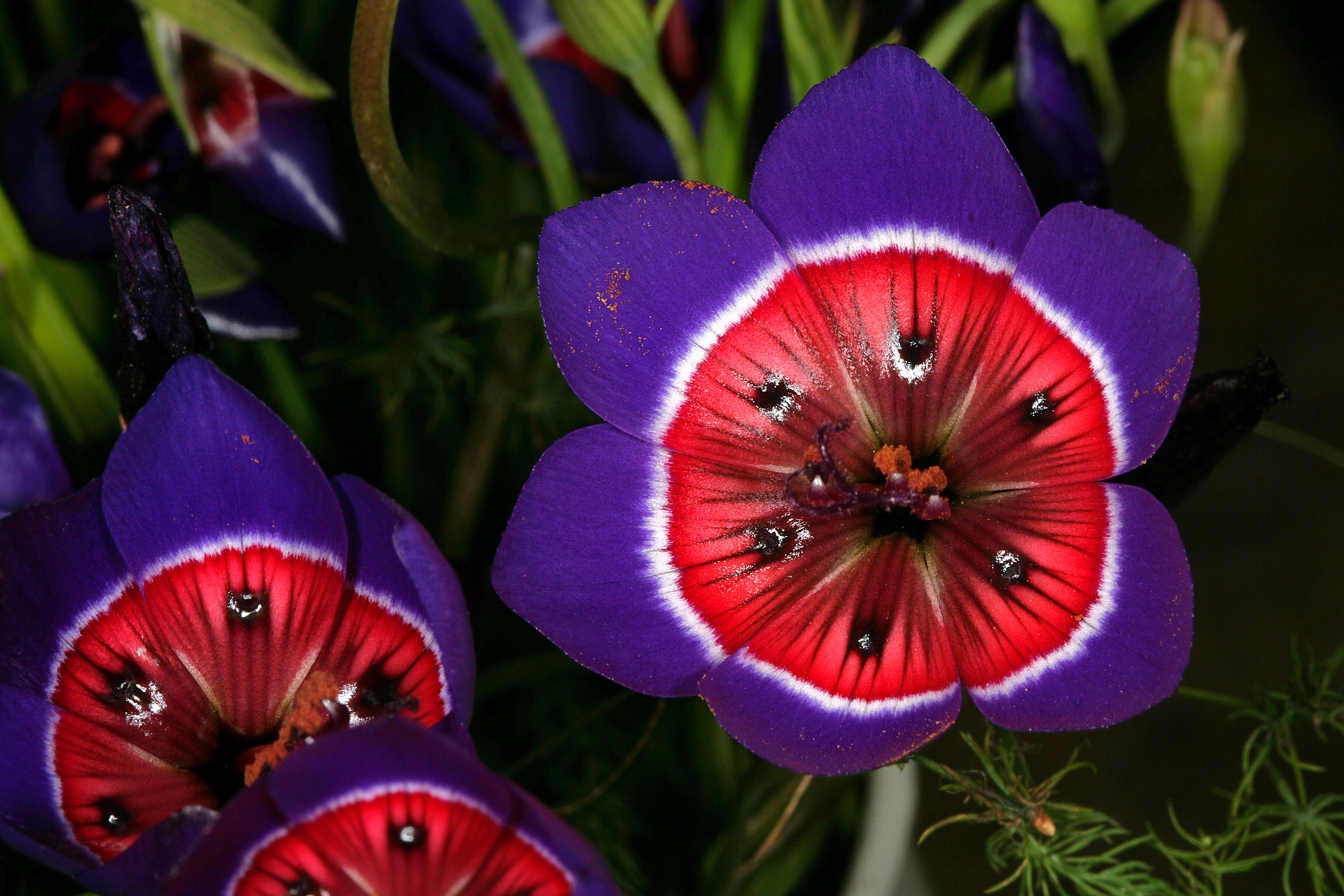 Image of Wine cups