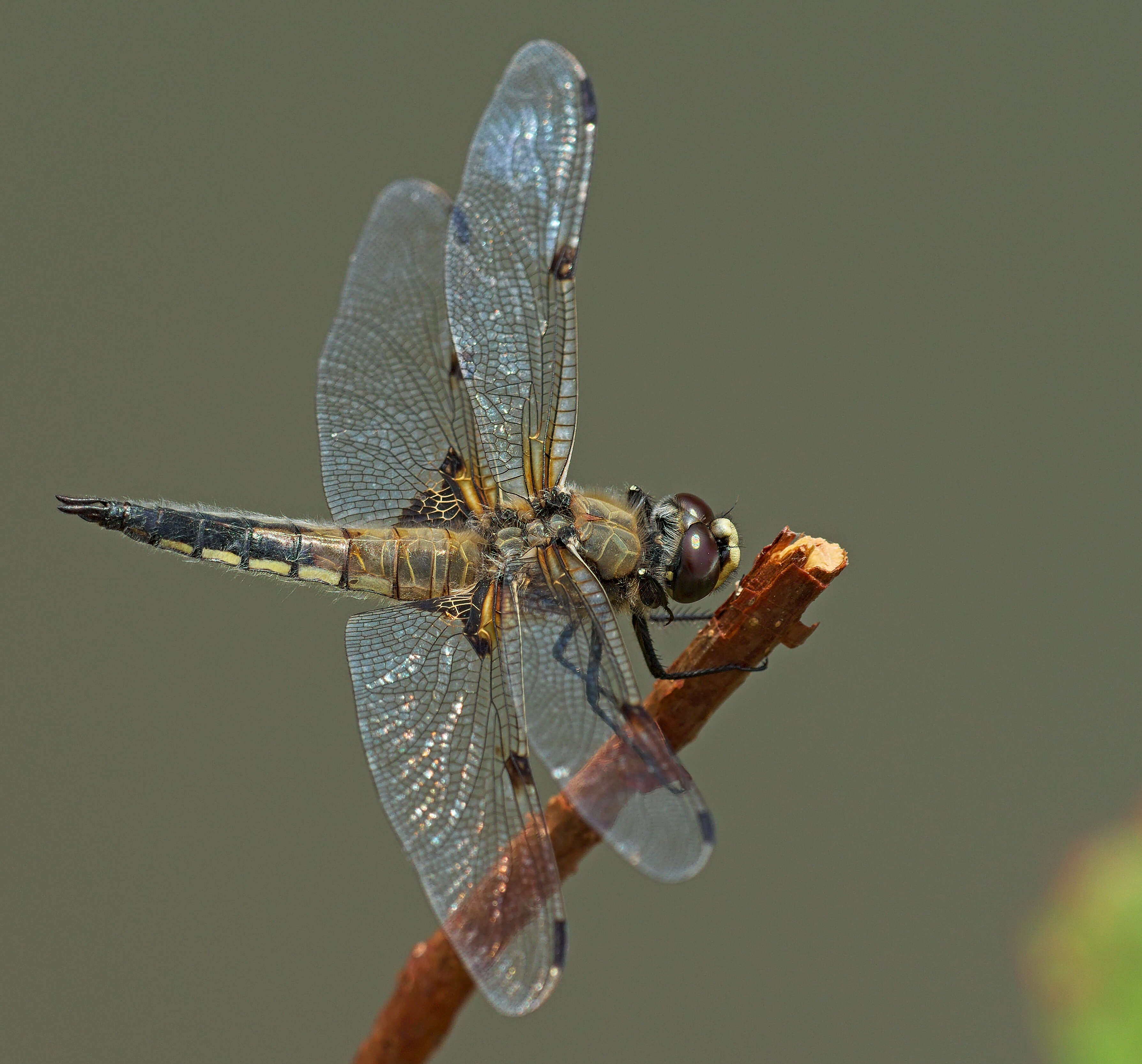 Image of Four-spotted Chaser