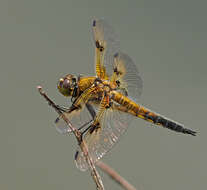 Image of Four-spotted Chaser