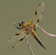 Image of Four-spotted Chaser