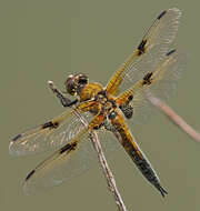 Image of Four-spotted Chaser