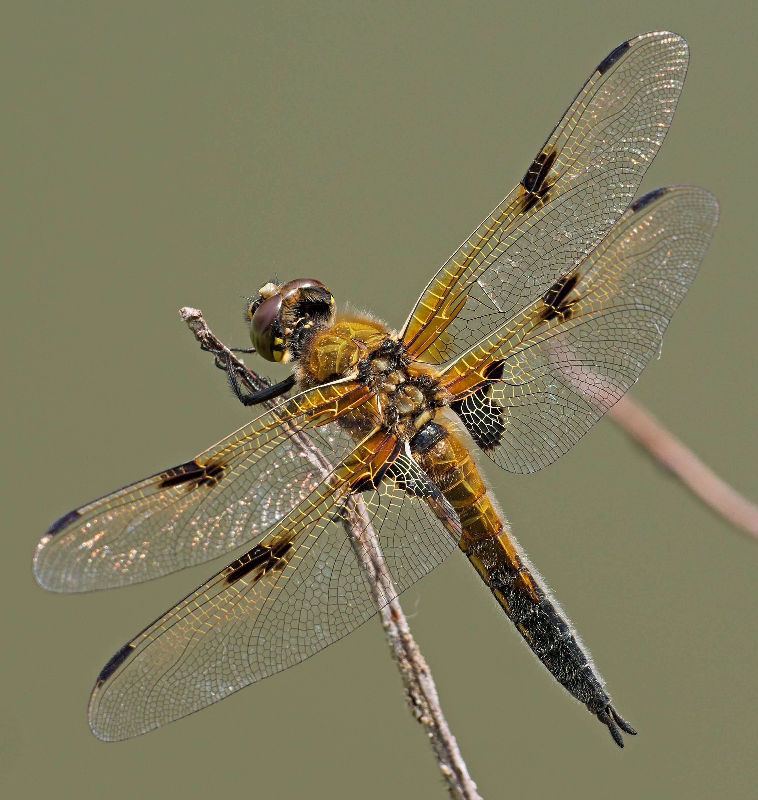 Image of Four-spotted Chaser