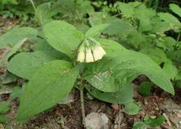 Слика од Symphytum tuberosum L.