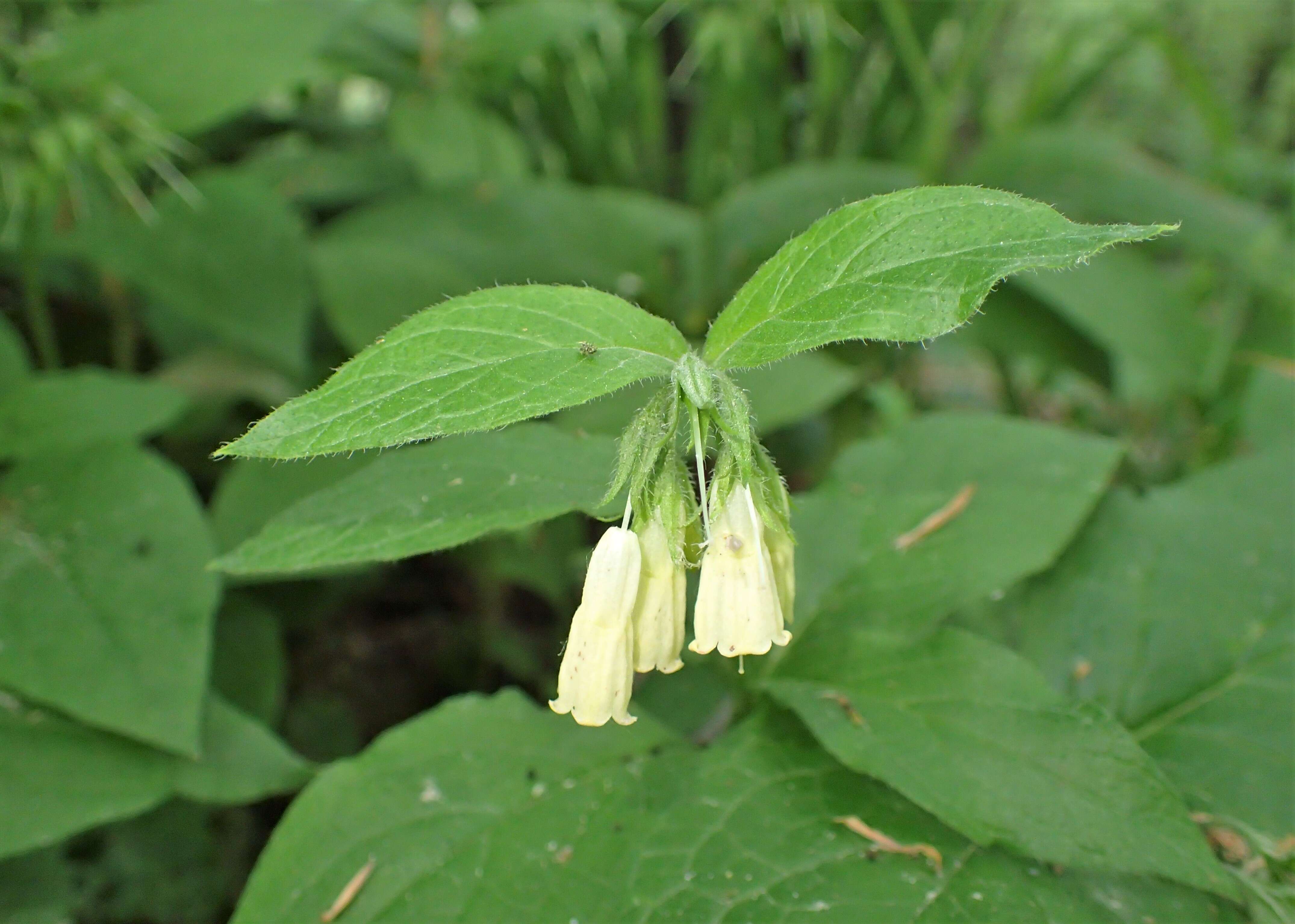 Слика од Symphytum tuberosum L.