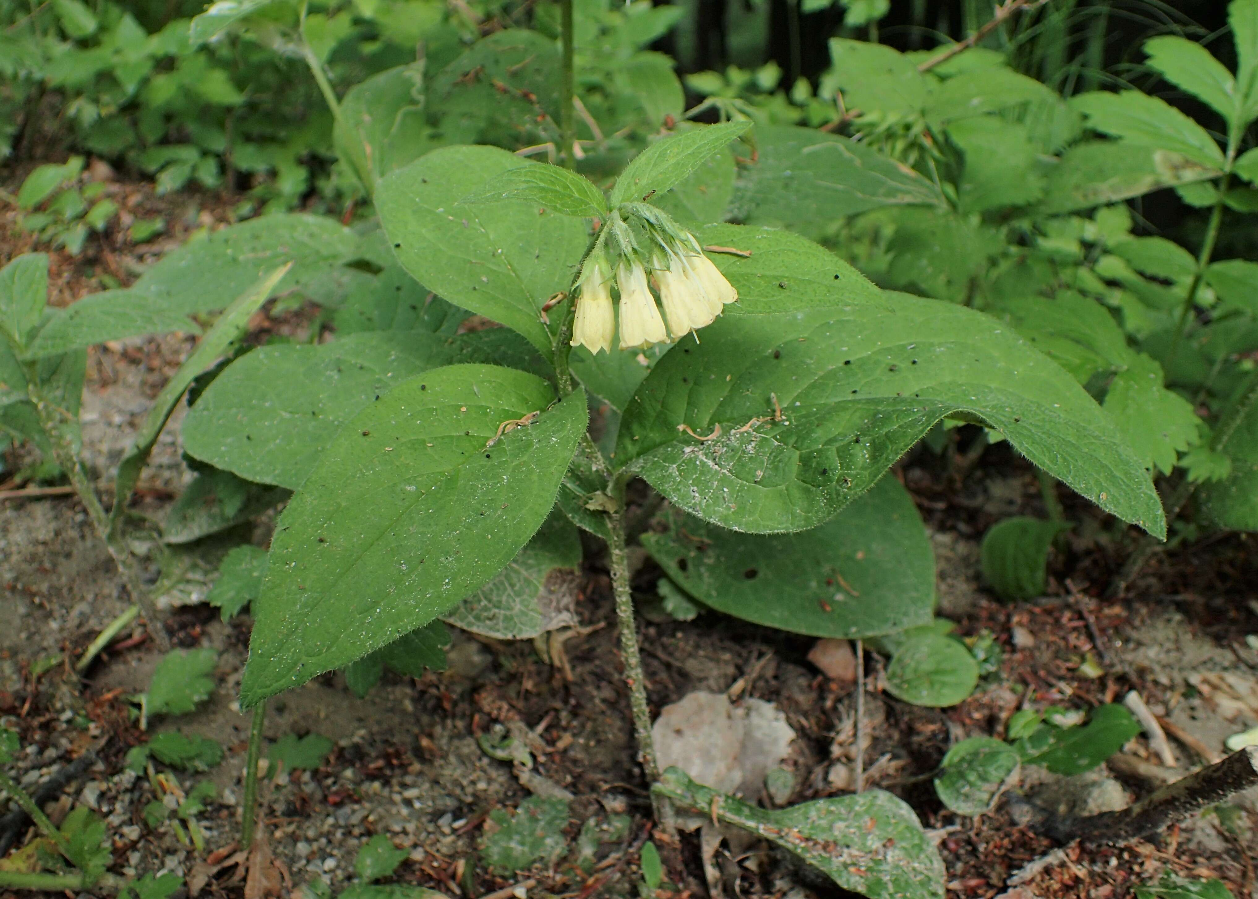 Слика од Symphytum tuberosum L.