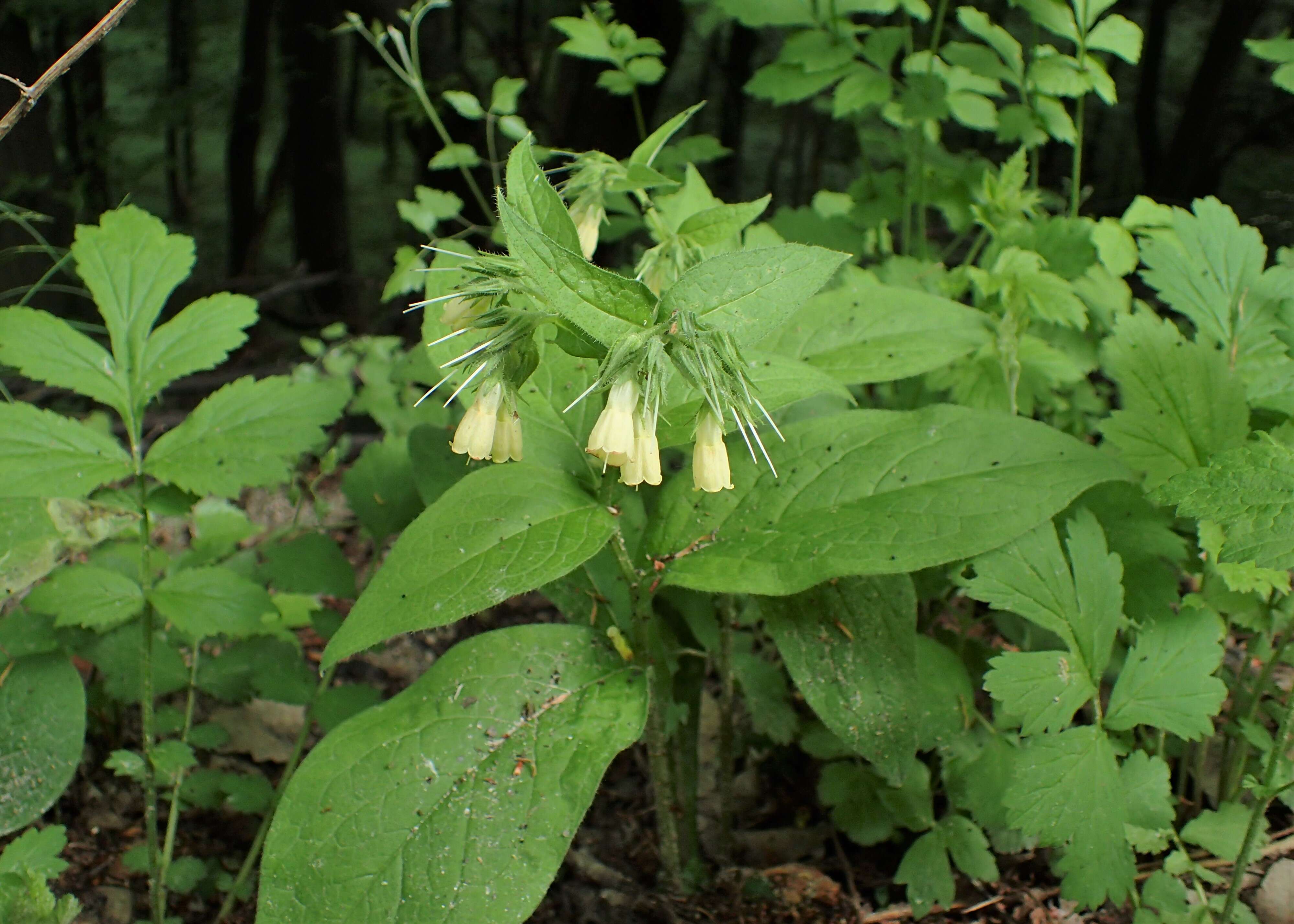 Plancia ëd Symphytum tuberosum L.