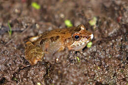 Image of Betsileo Madagascar Frog