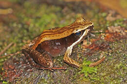 Image of Mantidactylus melanopleura (Mocquard 1901)