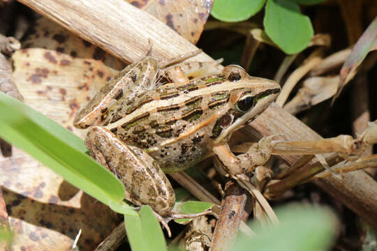 Image of Mascarene Grass Frog