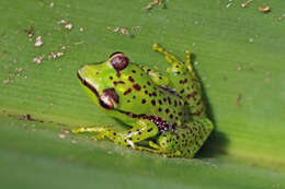 Image of Tsarafidy Madagascar Frog