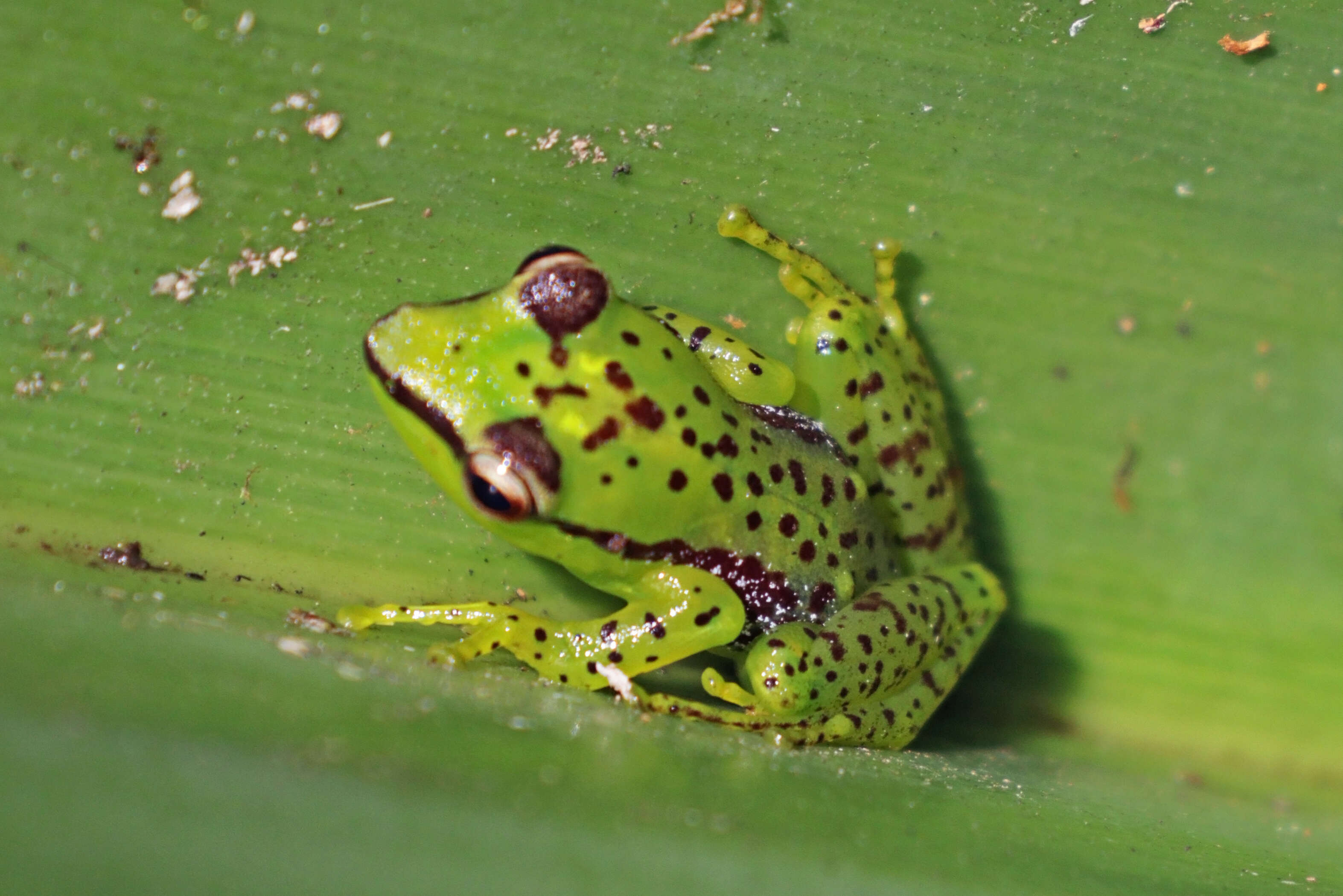 Image of Tsarafidy Madagascar Frog