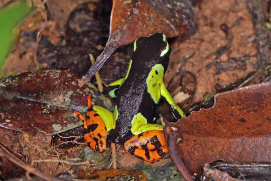 Image de Mantella baroni Boulenger 1888