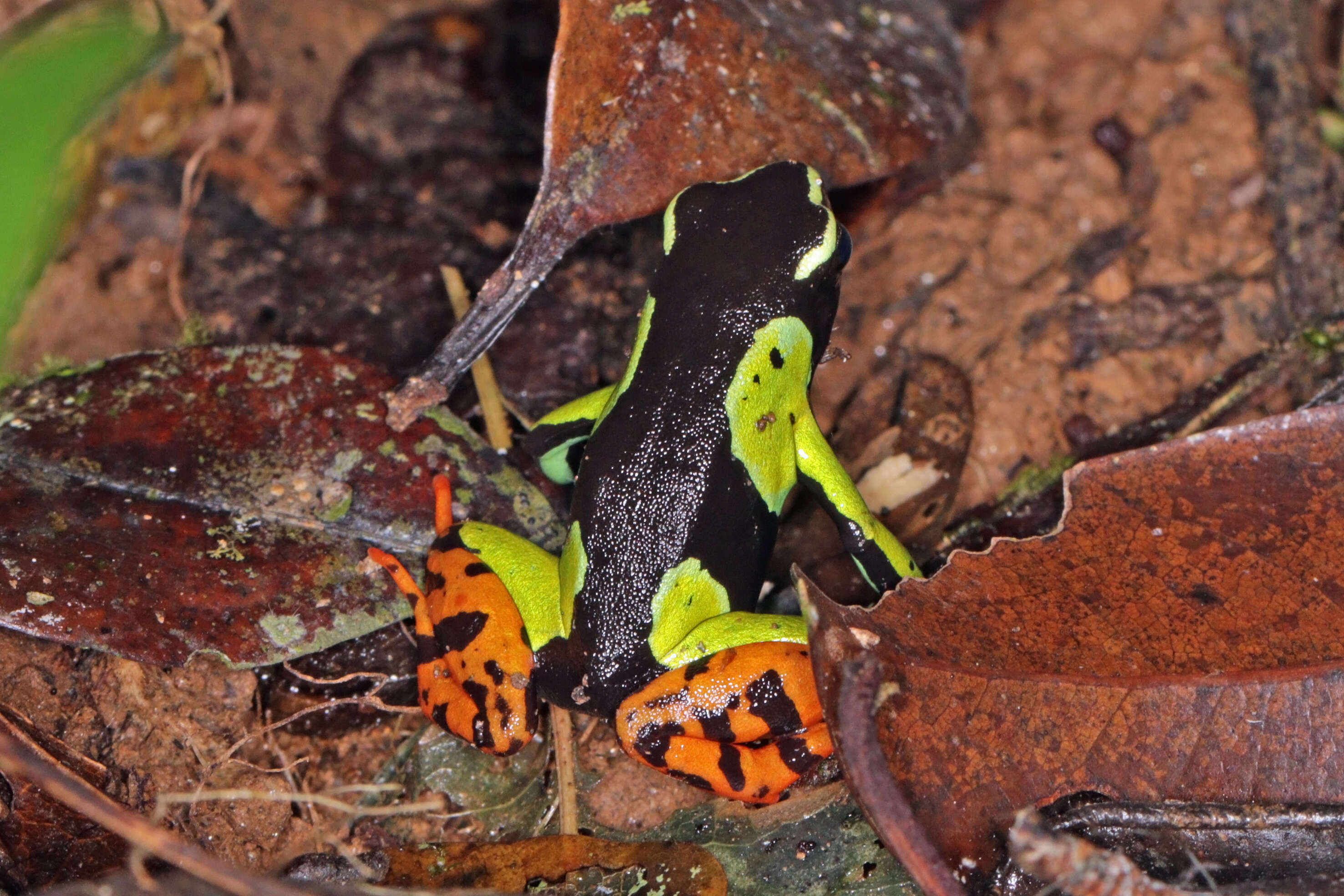 Image of Baron's Mantella