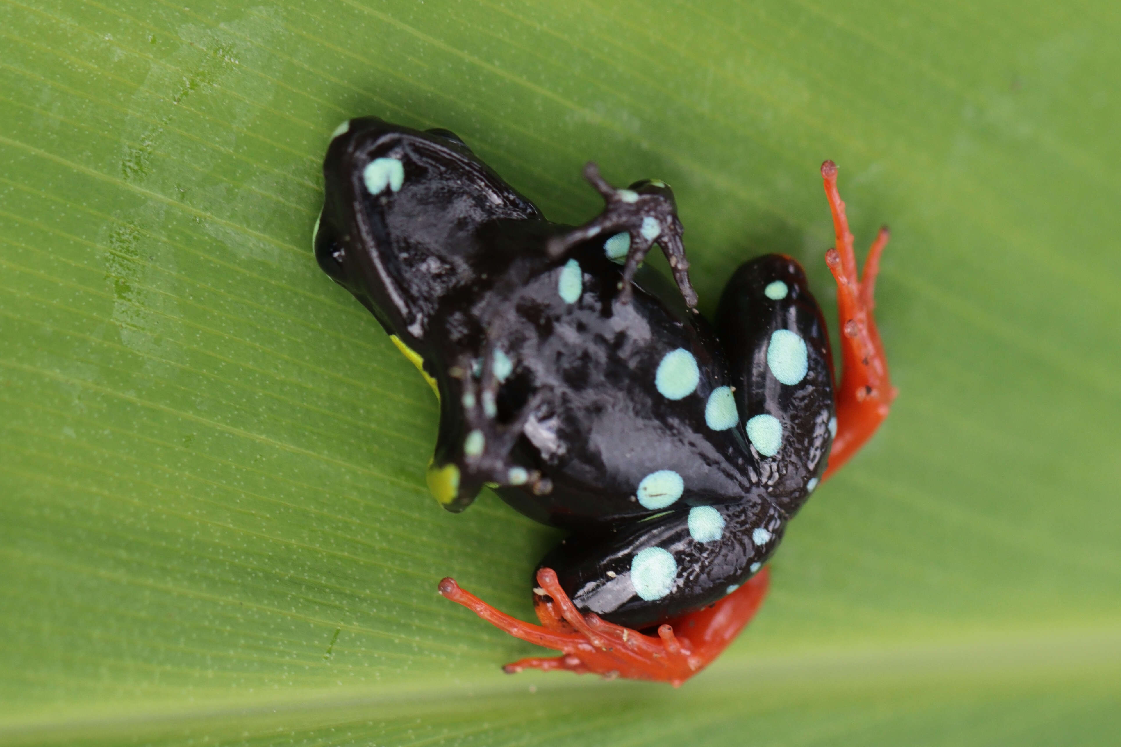 Image of Baron's Mantella