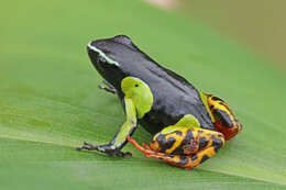 Image of Baron's Mantella