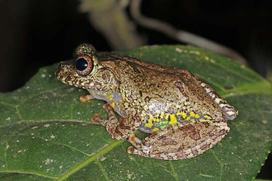 Image of Warty Bright-eyed Frog