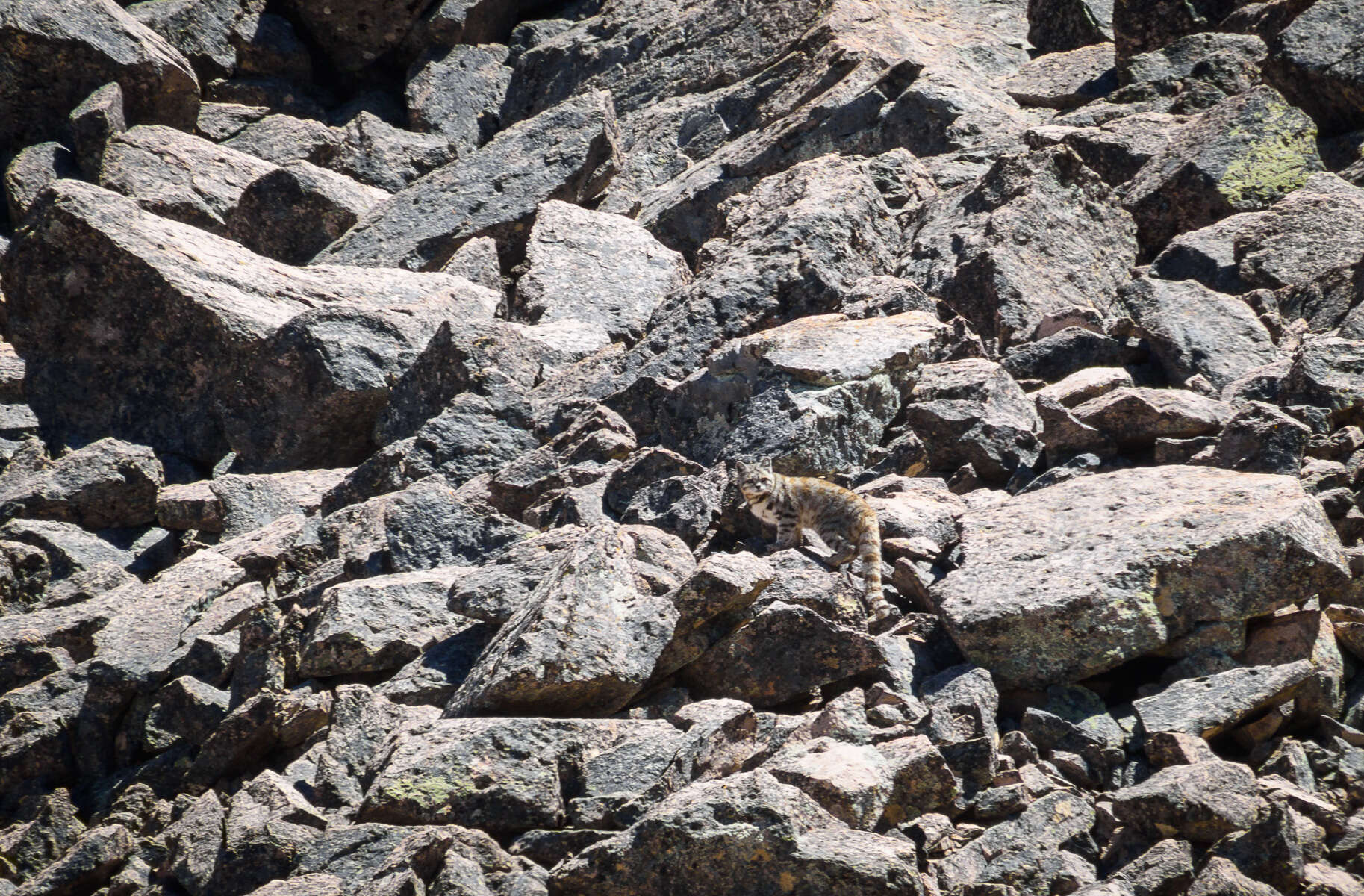 Image of Andean mountain cat