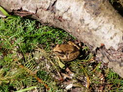 Image of Altai Brown Frog (Altai Mountains Populations)