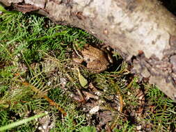 Image of Altai Brown Frog (Altai Mountains Populations)