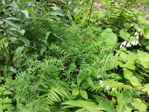 Image of wood vetch