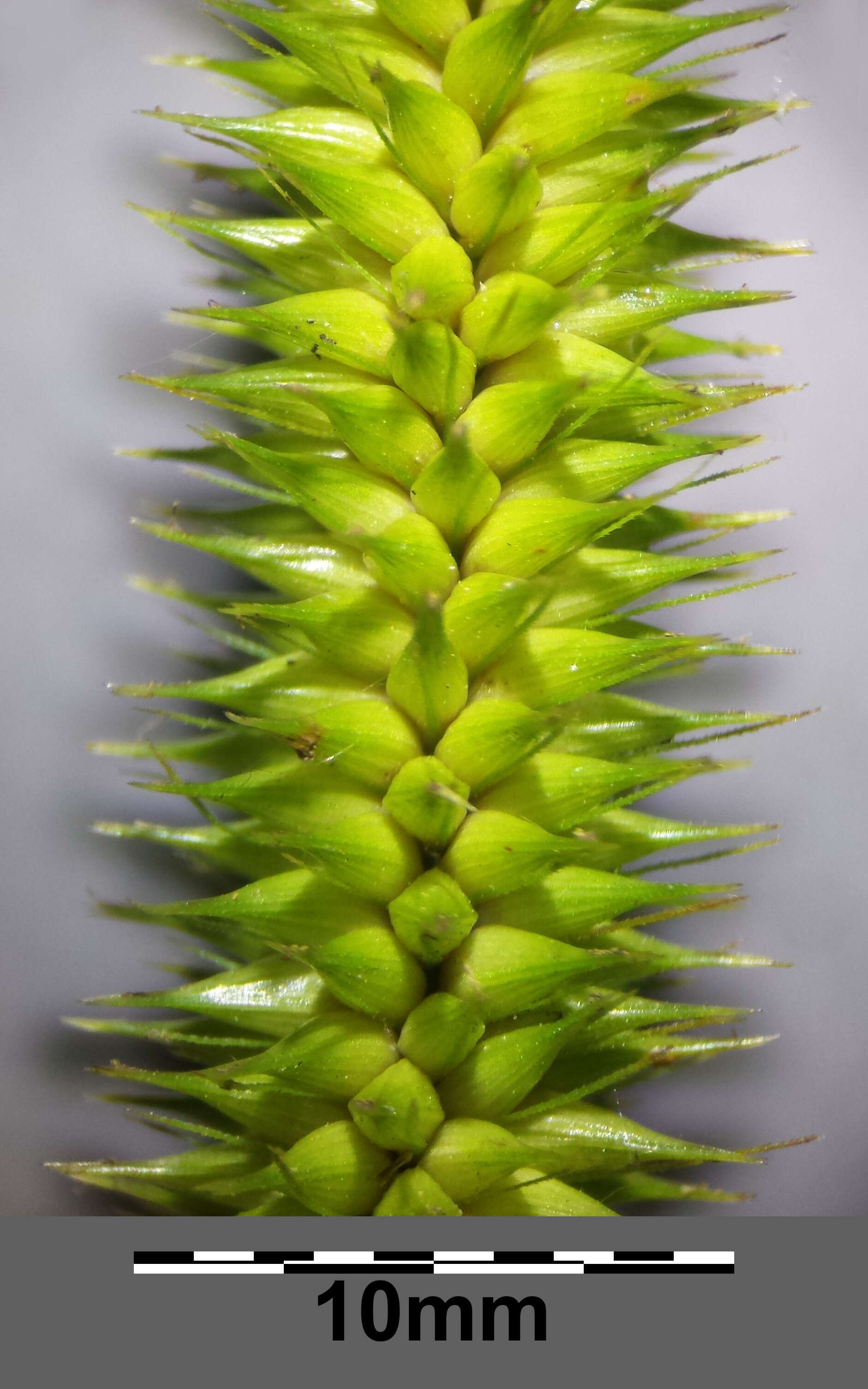 Image of Cyperus Sedge