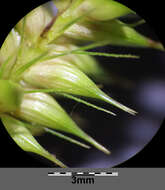 Image of Cyperus Sedge