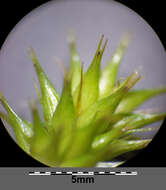 Image of Cyperus Sedge