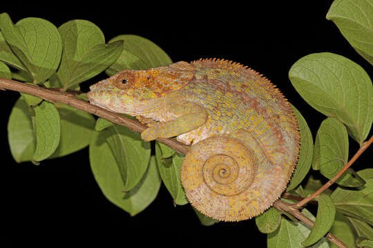 Image of Short-horned Chameleon