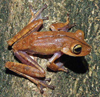 Image of Bokermannohyla lucianae (Napoli & Pimenta 2003)