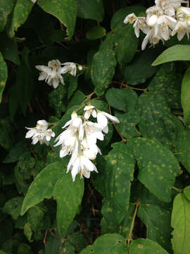 Image of crenate pride-of-Rochester